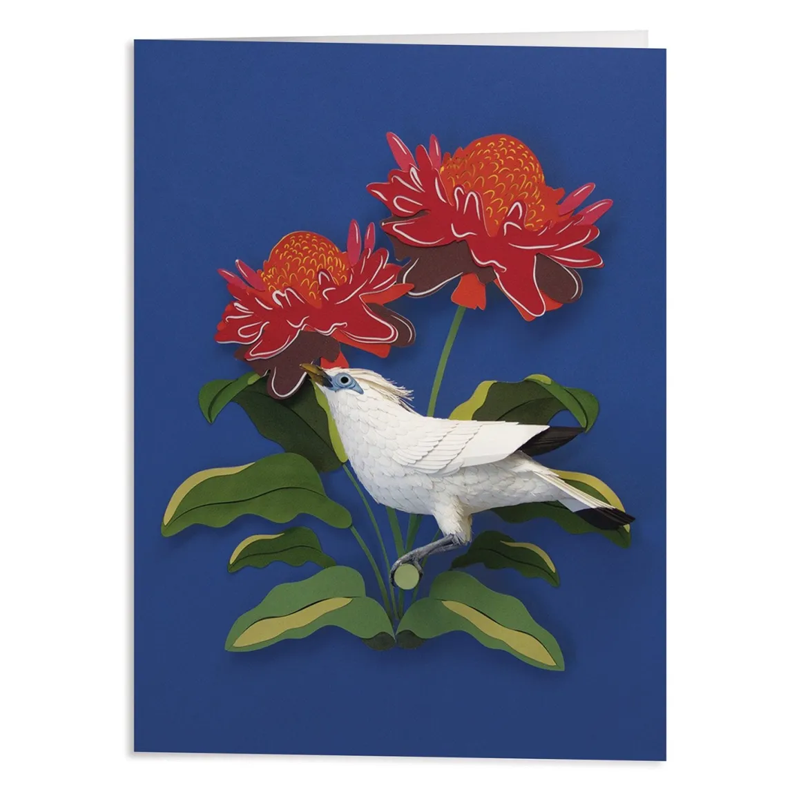Birds of the World Greeting Assortment Notecard Set