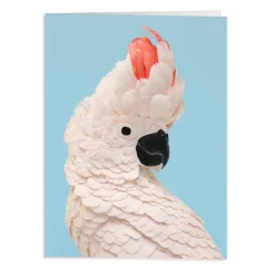 Birds of the World Greeting Assortment Notecard Set