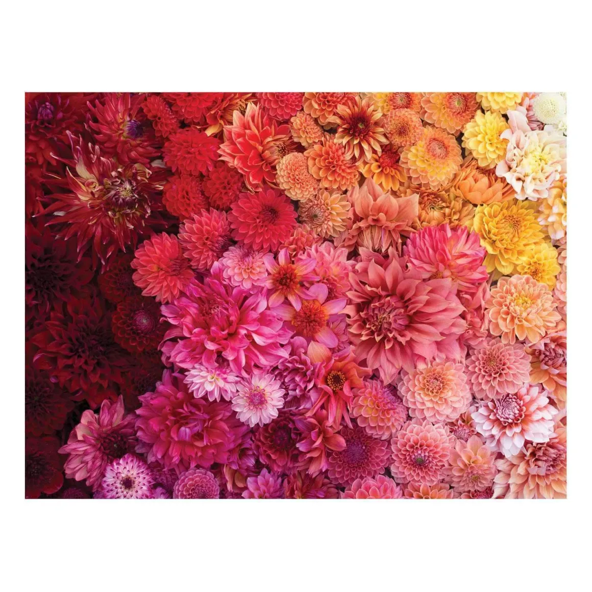 Floret Farm's Cut Flower Garden Double-Sided 500 Piece Jigsaw Puzzle