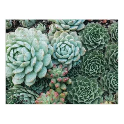 Succulent Garden Double-Sided 500 Piece Jigsaw Puzzle