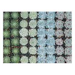 Succulent Garden Double-Sided 500 Piece Jigsaw Puzzle