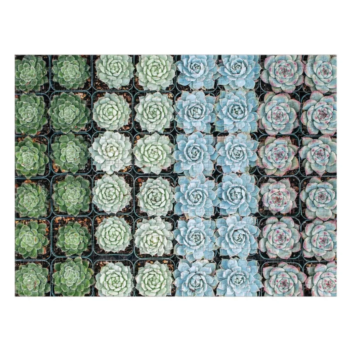Succulent Garden Double-Sided 500 Piece Jigsaw Puzzle