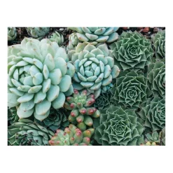 Succulent Garden Double-Sided 500 Piece Jigsaw Puzzle