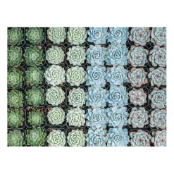 Succulent Garden Double-Sided 500 Piece Jigsaw Puzzle