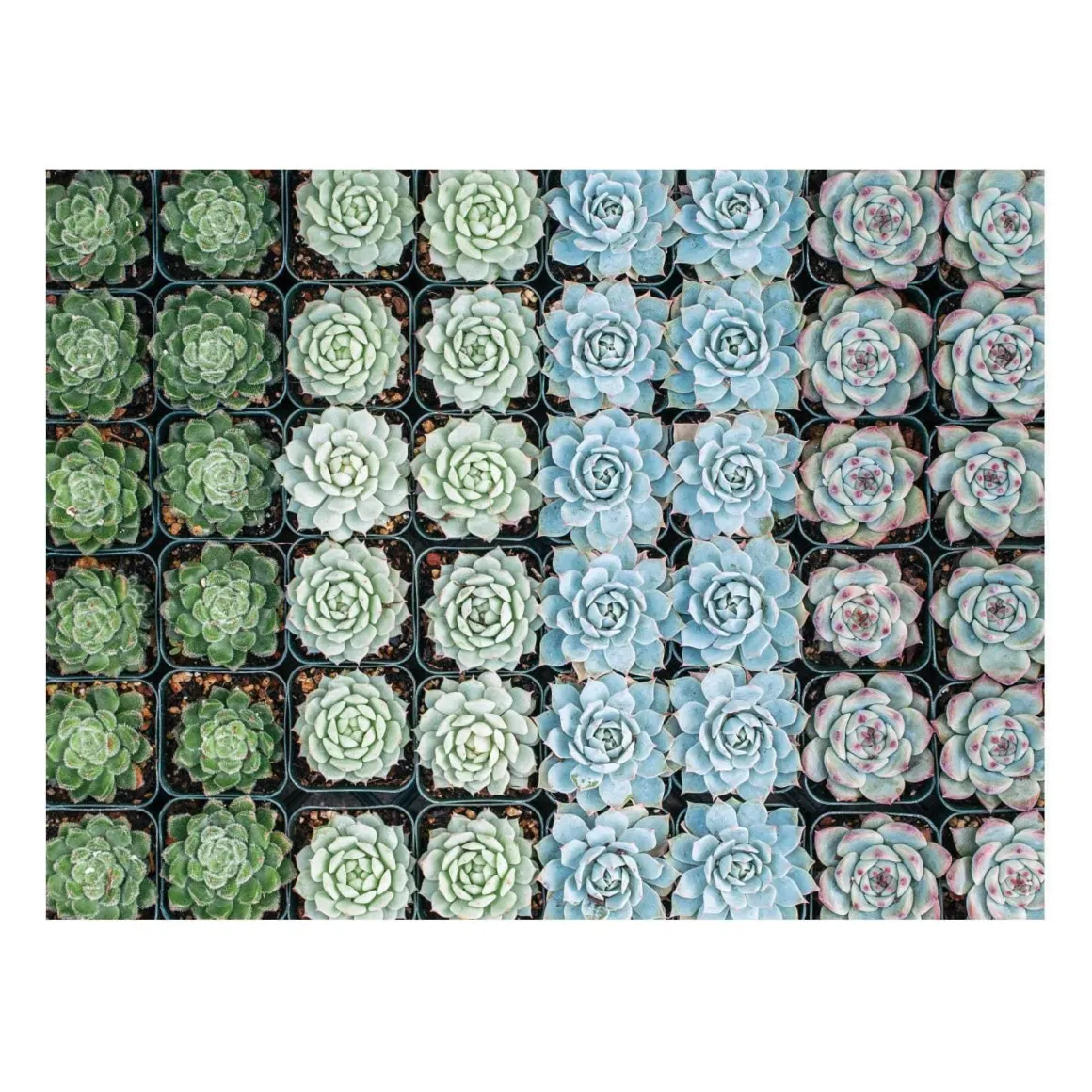Succulent Garden Double-Sided 500 Piece Jigsaw Puzzle