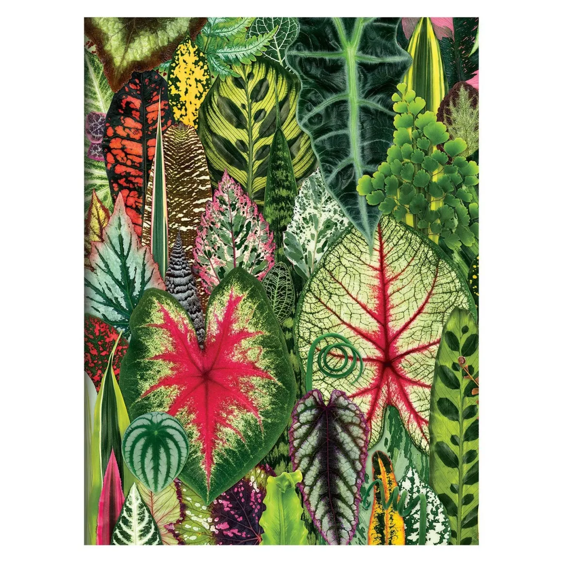 Troy Litten Houseplant Jungle Greeting Assortment Notecards