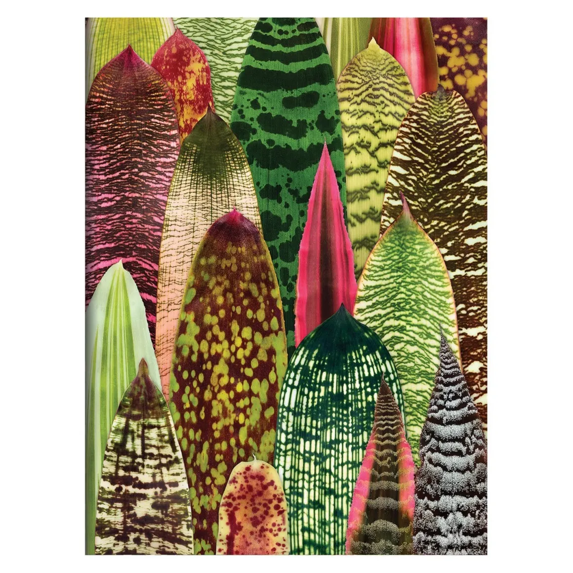 Troy Litten Houseplant Jungle Greeting Assortment Notecards