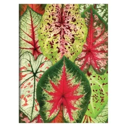 Troy Litten Houseplant Jungle Greeting Assortment Notecards