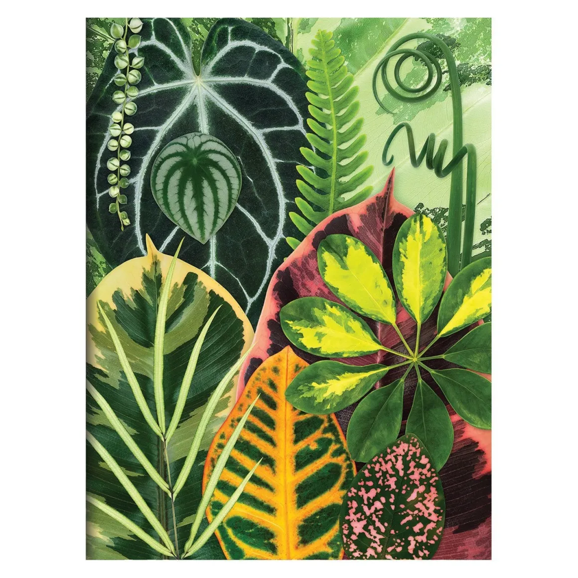 Troy Litten Houseplant Jungle Greeting Assortment Notecards