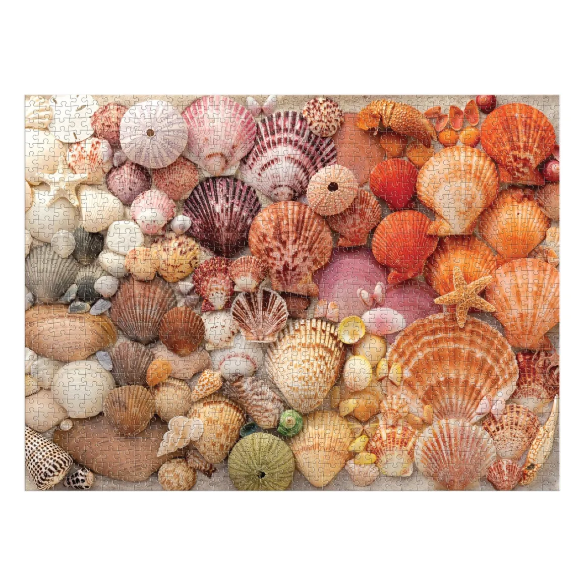 Vibrant Seashells 1000 Piece Puzzle